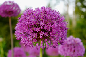 photograph of flowers planted by garden maintenance company Babylon Design Watlington Oxfordshire