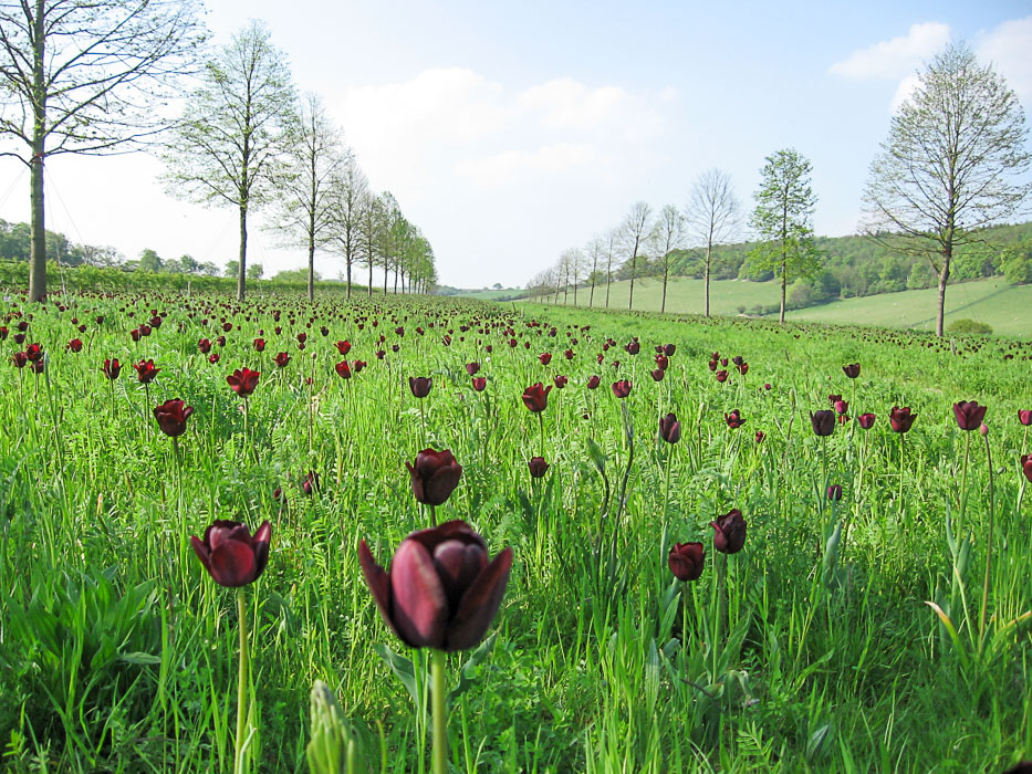 Tulips growing in field near Marlow Meadow Management by Babylon Design