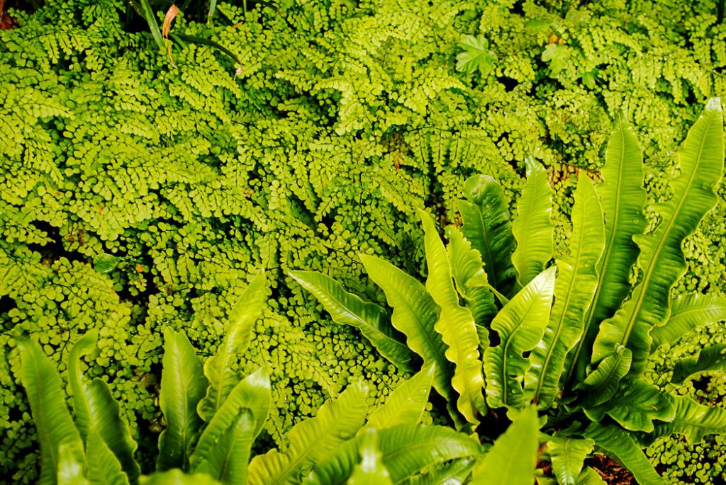 Ferns in Landscaped Garden near Marlow Buckinghamshire