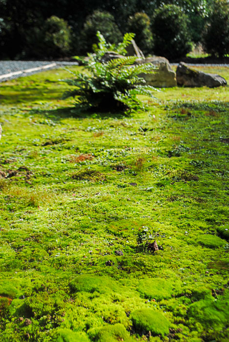 Moss Garden Planting Scheme