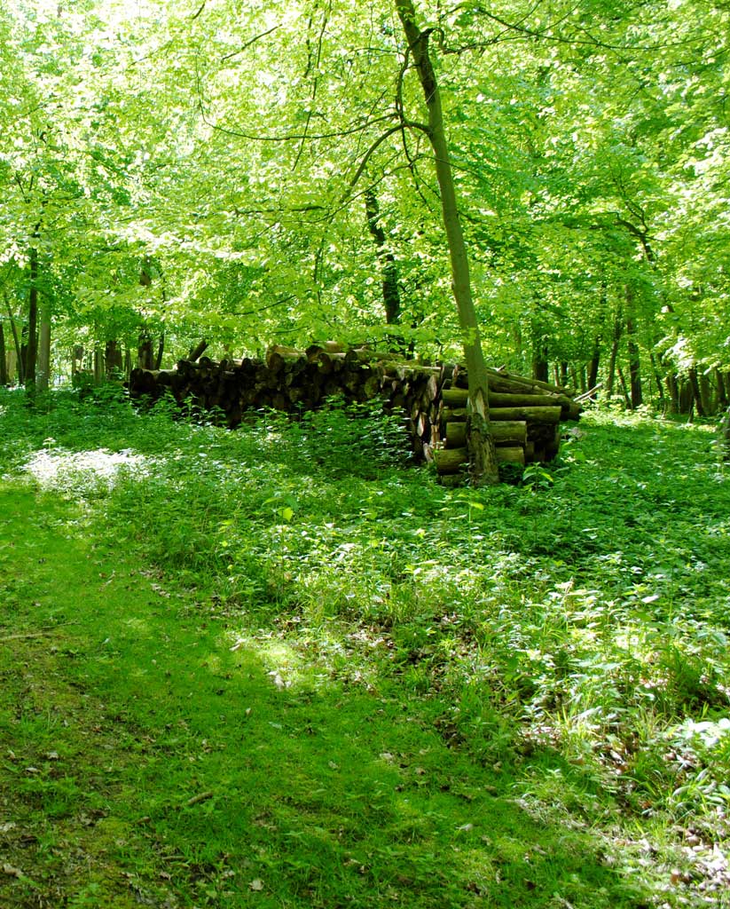 photograph of woodland enhancement by garden landscaping company Babylon Design Oxfordshire