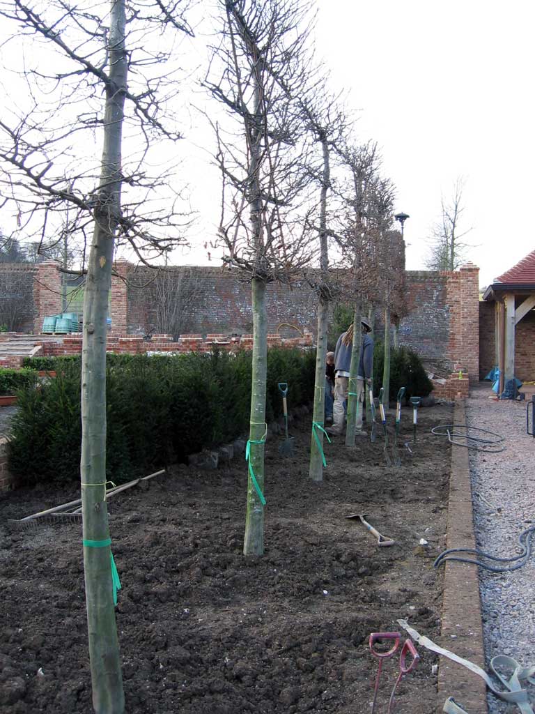 trees planted by Babylon Design  garden landscapers Watlington