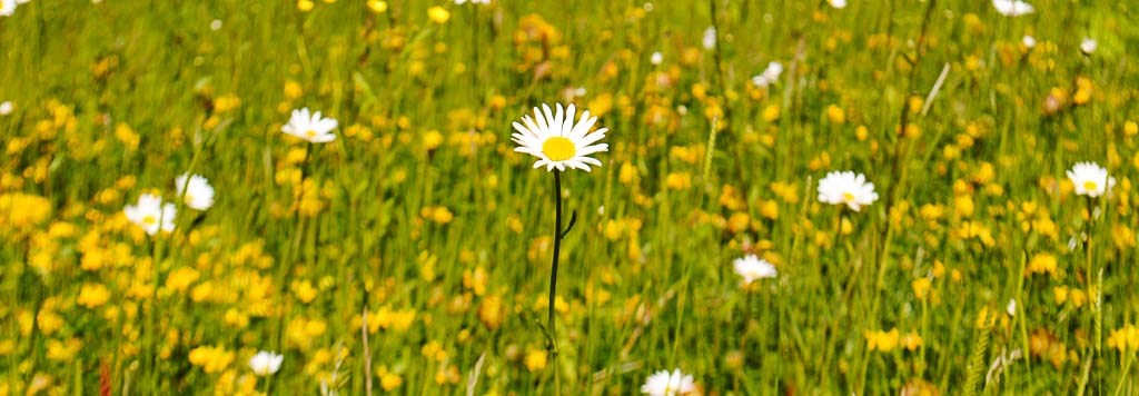 Garden design page banner of daisy in Meadow