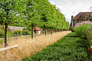 Tree planting scheme by an Oxfordshire Garden Maintenance and planting Company