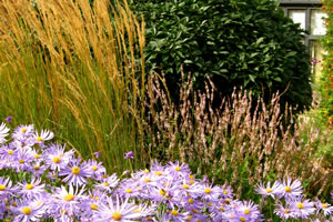 photograph of flowers planted by garden landscape company Babylon Design Watlington Oxfordshire