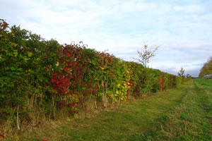 photo of a hedge planted by garden design company Babylon Design Watlington Oxfordshire
