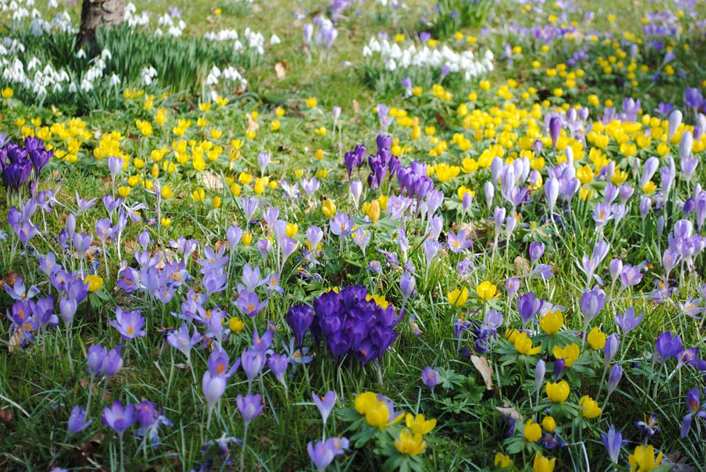 bulbs planted by Oxfordshire landscape gardeners