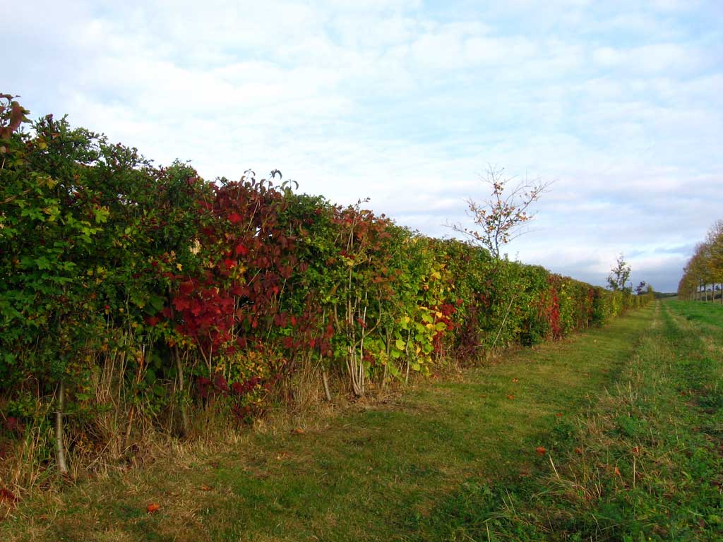 photograph of hedges by garden landscapers Oxfordshire